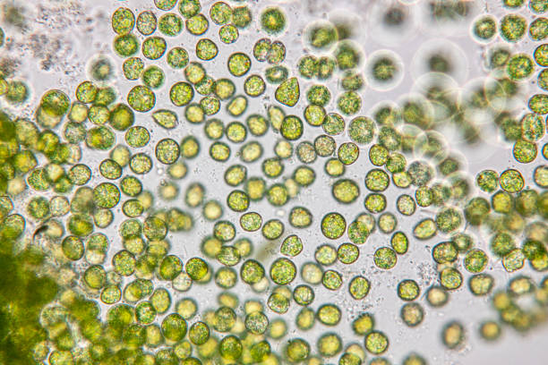 Education of chlorella under the microscope in Lab. stock photo