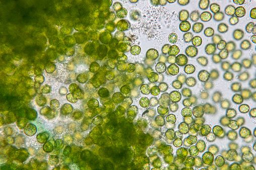 Educación de la clorella bajo el microscopio en Laboratorio. photo