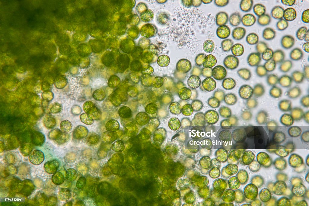 Education of chlorella under the microscope in Lab. Algae Stock Photo