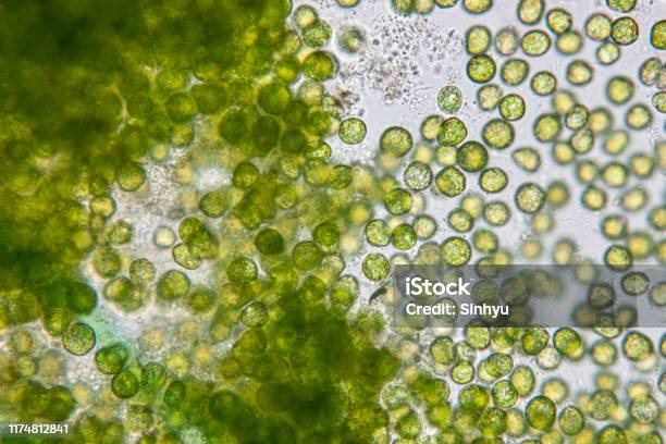 Education Of Chlorella Under The Microscope In Lab Stock Photo - Download Image Now