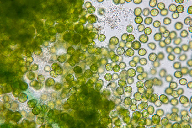education of chlorella under the microscope in lab. - magnification imagens e fotografias de stock