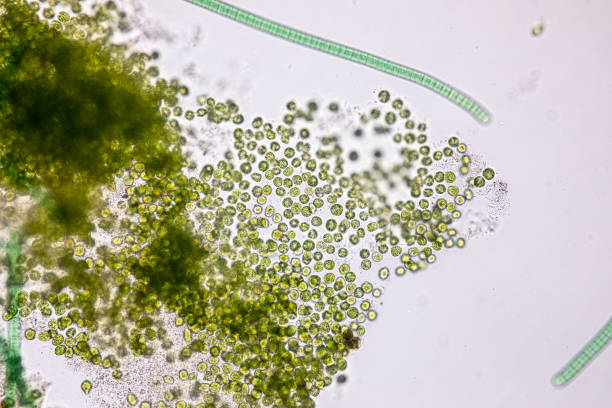 istock Education of chlorella under the microscope in Lab. 1174812861