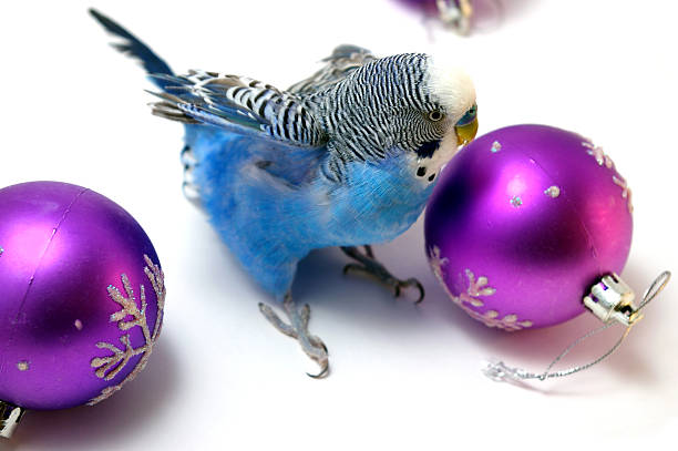 Papagaio de pinheiro e bolas de ano novo - foto de acervo