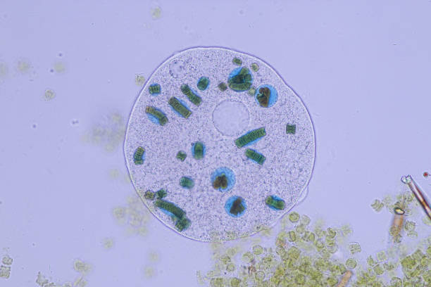 istock Frontonia sp. is a genus of free-living unicellular ciliate protists under the microscope. 1174816106