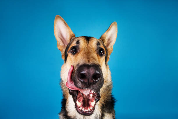 istock Beautiful german shepherd dog on blue background. Studio shot. Grey and brown colored. 1174816239