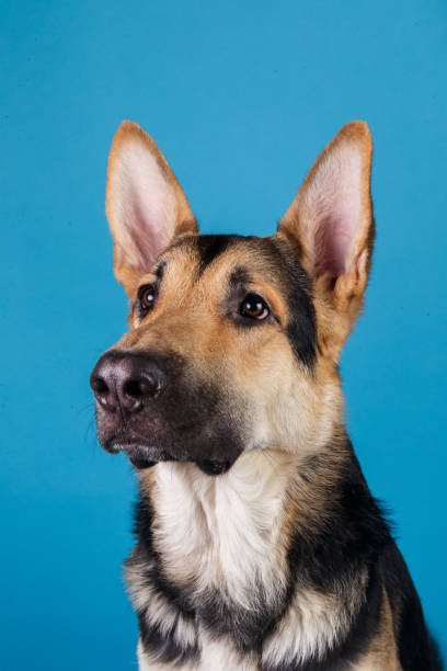 istock Beautiful german shepherd dog on blue background. Studio shot. Grey and brown colored. 1174816291