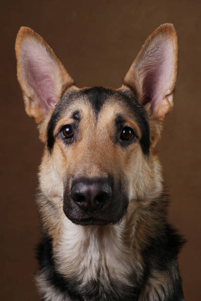 istock Beautiful german shepherd dog on brown background. Studio shot. Yellow and black colored. 1174816402