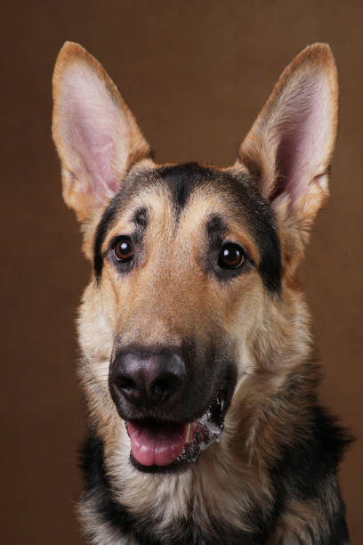 istock Beautiful german shepherd dog on brown background. Studio shot. Yellow and black colored. 1174816430