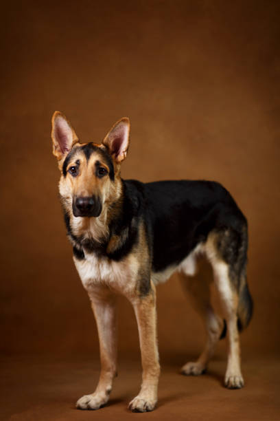 istock Beautiful german shepherd dog on brown background. Studio shot. Yellow and black colored. 1174816462