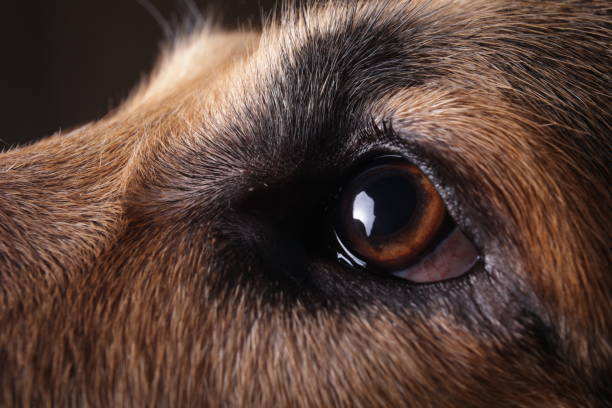 istock close-up of a face black german shepherd in profile on black background 1174816473