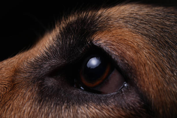 istock close-up of a face black german shepherd in profile on black background 1174816522