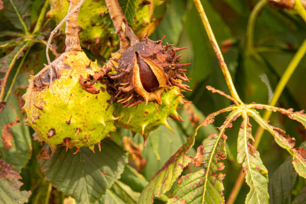 istock a brown ripe chestnut is still hanging from a chestnut tree whose leaves have been damaged by the miner moth 1174816602