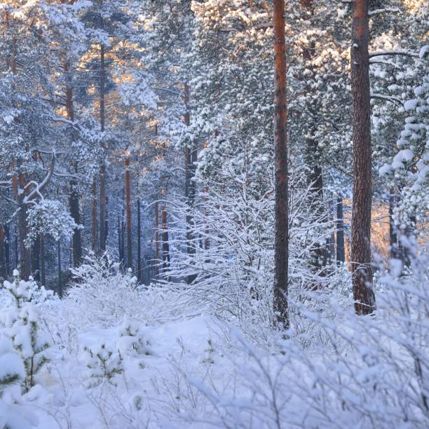 istock Winter wonderland in a snowy pine forest 1174817810