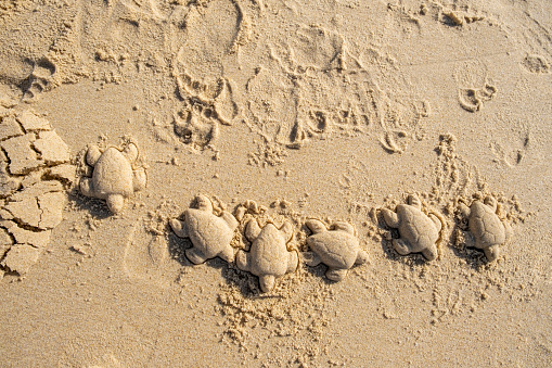 Little sand turtles in the beach, France. Europe, West Coast.