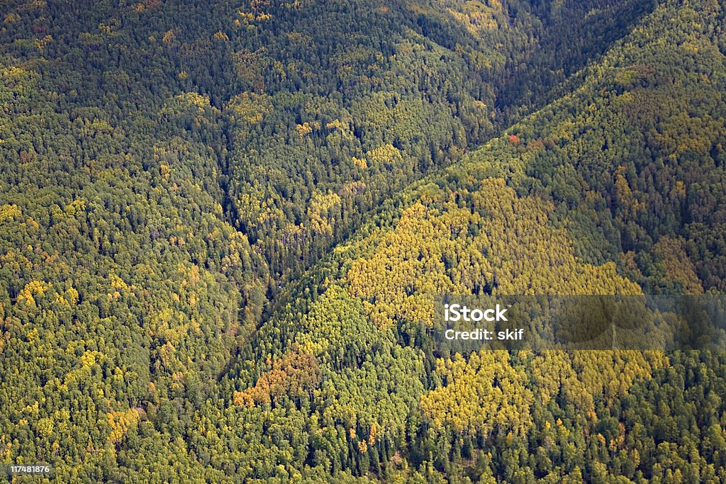 Siberian taiga  Color Image Stock Photo