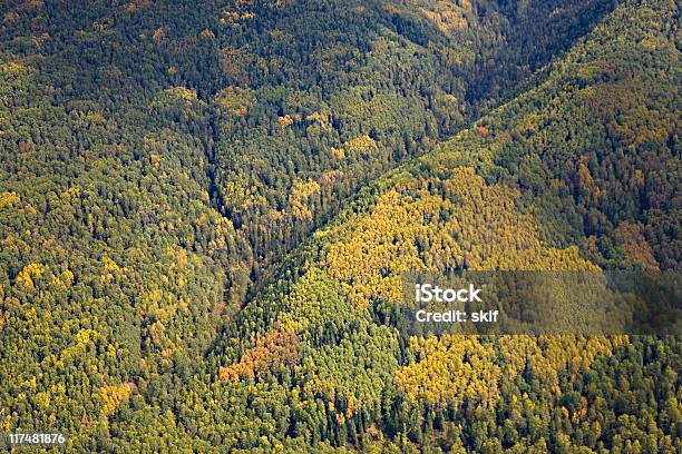 Siberian Taiga Stock Photo - Download Image Now - Color Image, Forest, Freshness