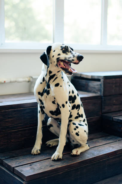 istock beautiful dalmatians indoors, dog poses on camera 1174820032