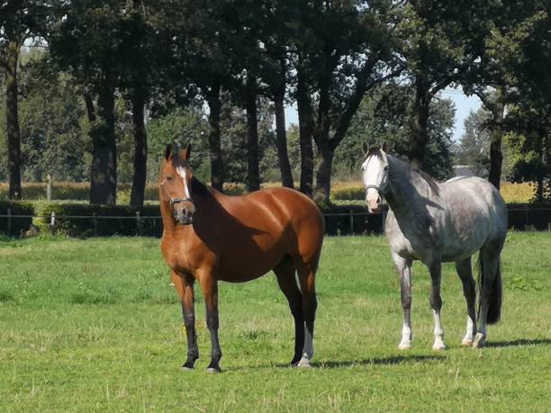 istock Two horses are in the meadow together. 1174820451