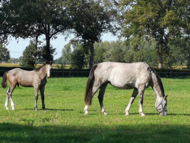 istock A Mare with foal are standing together in the meadow. 1174820529
