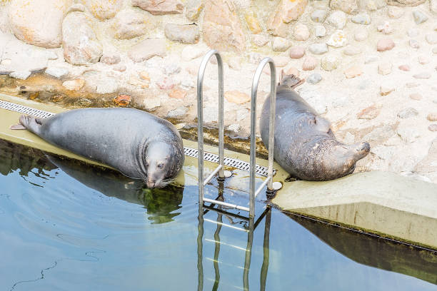 selo cinzento (halichoerus grypus) em "fokarium" (hel, poland) - grypus - fotografias e filmes do acervo