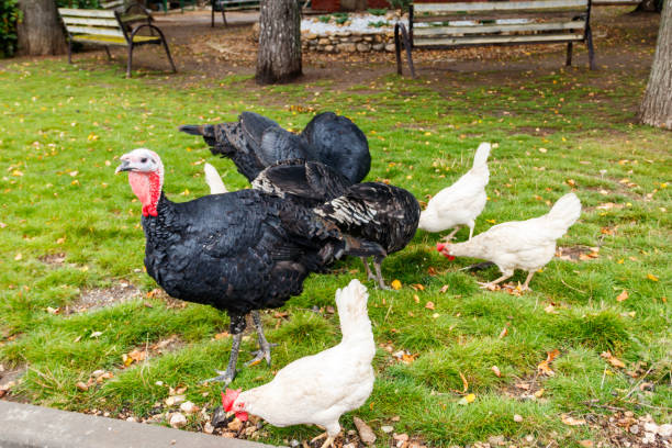 pavos y gallinas en el corral de la granja - pavo ave de corral fotografías e imágenes de stock