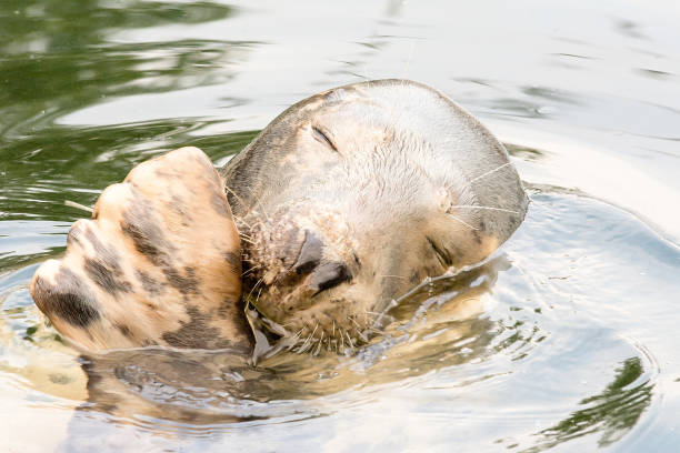 istock Gray seal (Halichoerus grypus) in 