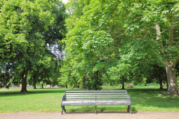 istock Bench chair in park nature background 1174821970