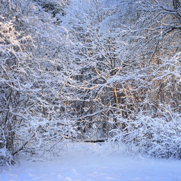 istock Winter wonderland in a deciduous forest at sunset 1174822621