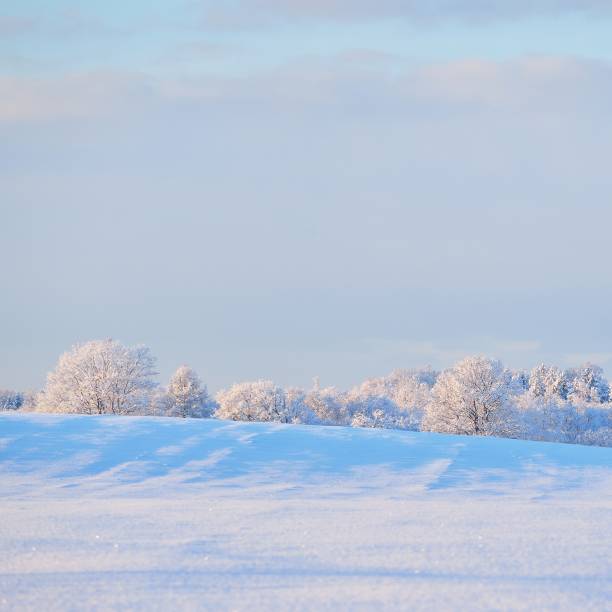 istock Winter wonderland on a clear meadow with a deciduous forest 1174822715