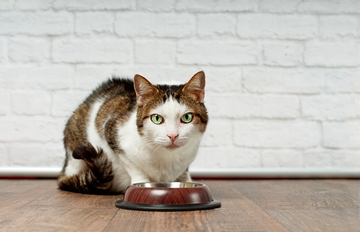 Hungry tabby cat beside a food dish looking to the camera and waiting for food.