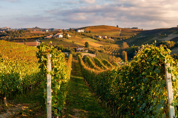 Autumnal vineyards in a row on the hills of Piedmont. Beautiful autumnal vineyards on a row growing on the hills of Piedmont, Northern Italy. langhe photos stock pictures, royalty-free photos & images