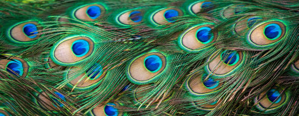 istock Close-up shot of elegant Peacock feathers. 1174823388