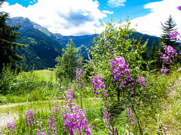 Idyllic landscapes of the Dolomites. Epilobium flowers blooming in front of the Gruppo del Sella massif, from Passo Gardena