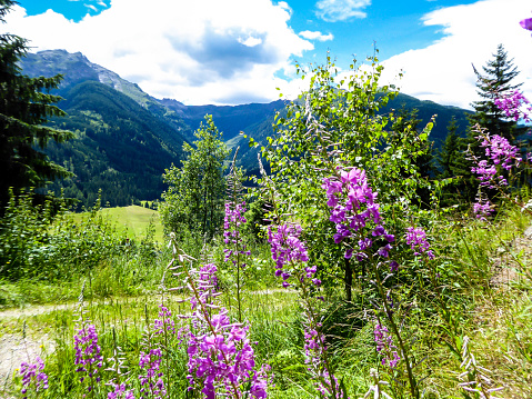 A row of wild flowers blossoming on an alpine meadow. Lila flowers tangling with high grass blades. Hiking trails in the high mountain. Green grass and bushes cover the slopes. A bit of overcast