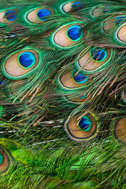istock Close-up shot of elegant Peacock feathers. 1174823594