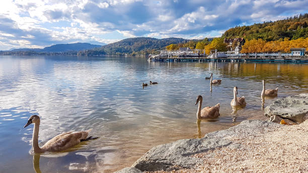 Klagenfurt - Swan family crossing the lake A swan family slowly crossing the lake. They swim next to the shore. In the back there are some hills surrounding the lake. Leaves turned golden. Calm lake's surface. Animals in the wilderness. pörtschach am wörthersee stock pictures, royalty-free photos & images