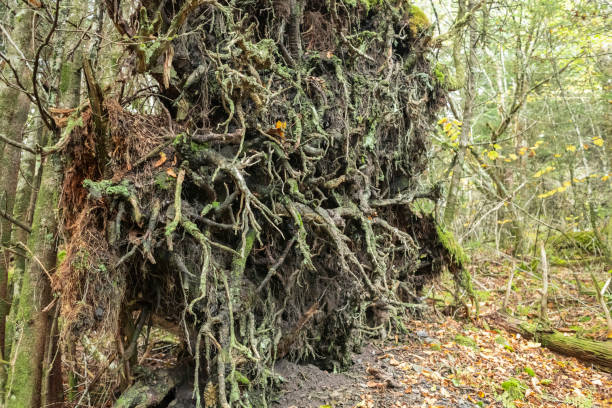 a trilha de appalachian dentro do parque nacional das grandes montanhas fumarentos - panoramic tennessee georgia usa - fotografias e filmes do acervo