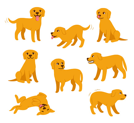 Cartoon dog set with different poses and emotions. Dog behavior, body language and face expressions. Cute yellow labrador retriever in simple cartoon style, isolated vector illustration.