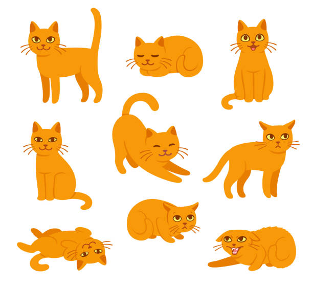 Cartoon cat poses set Cartoon cat set with different poses and emotions. Cat behavior, body language and face expressions. Ginger kitty in simple cute style, isolated vector illustration. domestic cat stock illustrations
