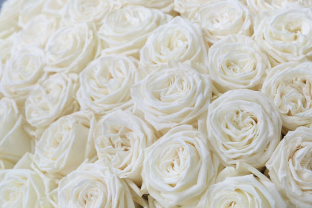 istock Many white roses as a floral background 1174824636