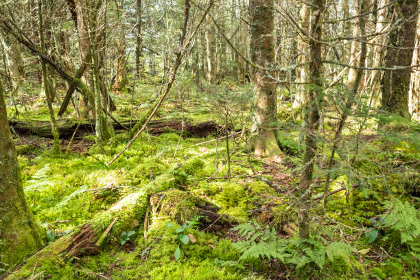 a trilha de appalachian dentro do parque nacional das grandes montanhas fumarentos - panoramic tennessee georgia usa - fotografias e filmes do acervo