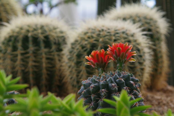 istock plants in the botanical garden 1174825404