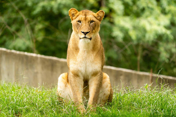 hayvanat bahçesinde aslan - dişi aslan stok fotoğraflar ve resimler