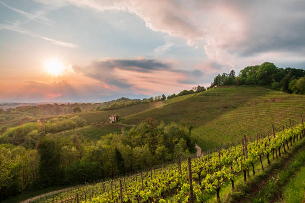 istock Evening storm in the vineyards 1174825783