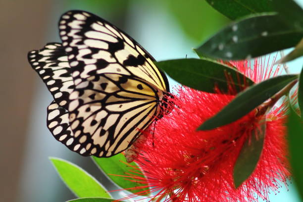 istock Rice paper butterfly on red exotic callistemon flower. 1174826029