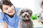 ペットの犬と獣医