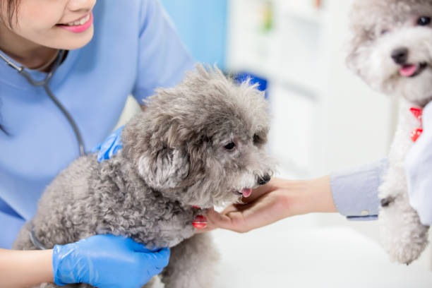 istock pet dog and the vet 1174828722