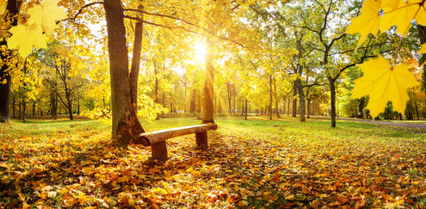 istock trees in the park in autumn on sunny day 1174828877