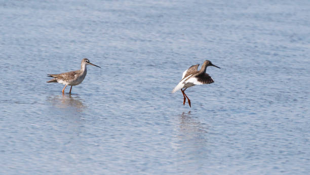 istock Spotted redshank (Tringa erythropus) in Winter Plumage landing 1174829798