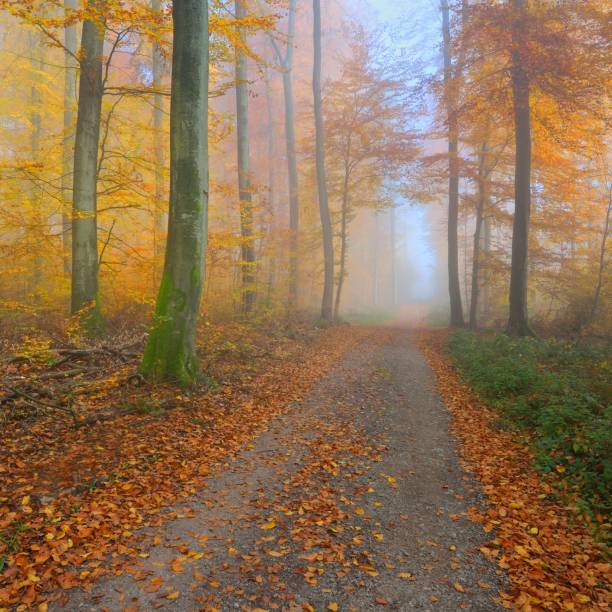 istock Mysterious morning fog in a beautiful beech tree forest. Forest road with autumn trees with yellow and orange foliage. Heidelberg, Germany 1174829832
